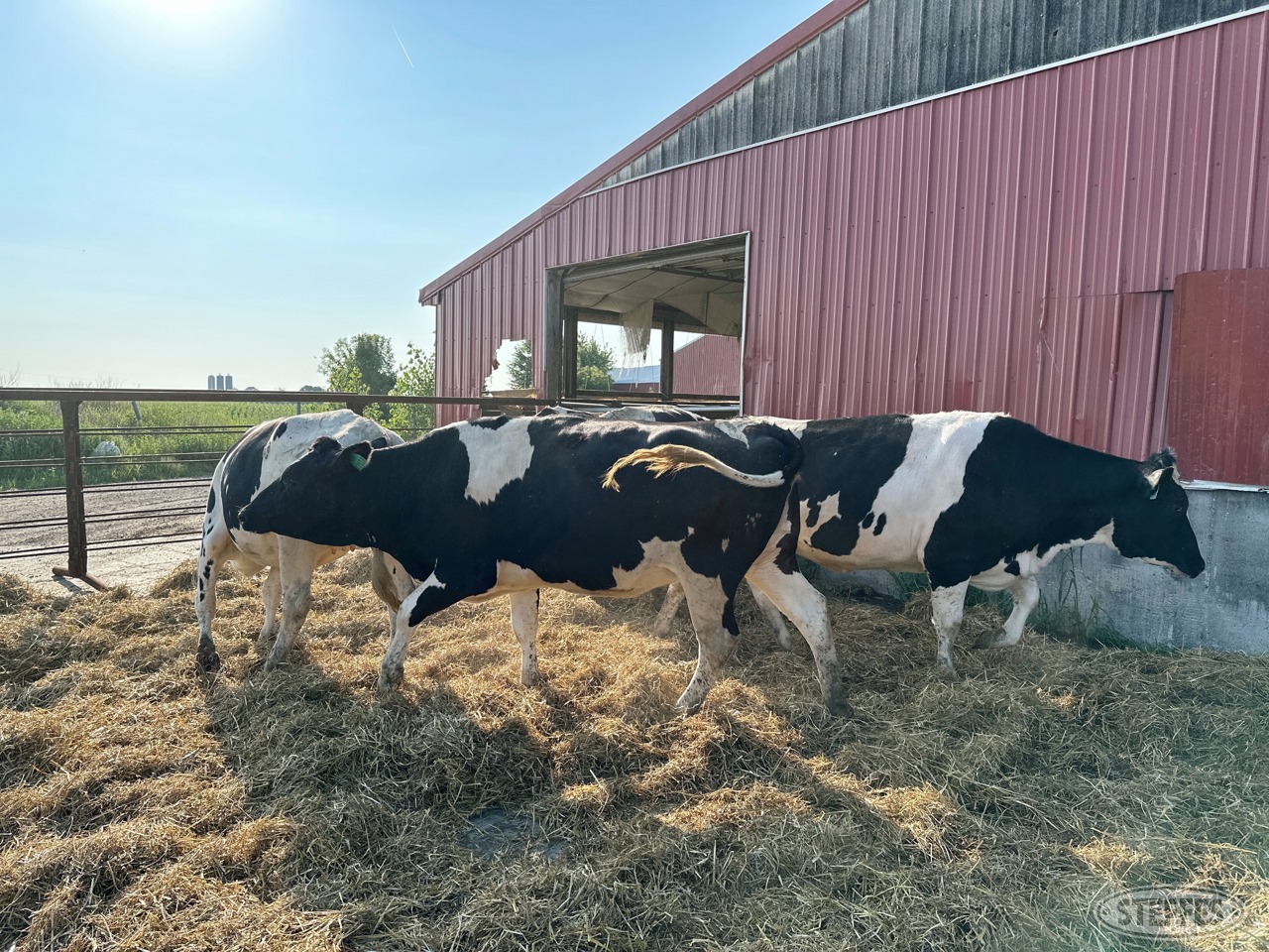 (10 Head) Holstein Dairy Heifers